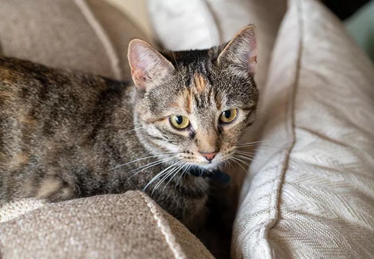 cat sitting on couch cushions