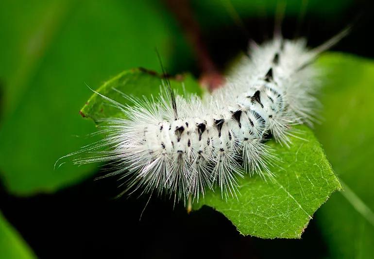 caterpillar on leaf