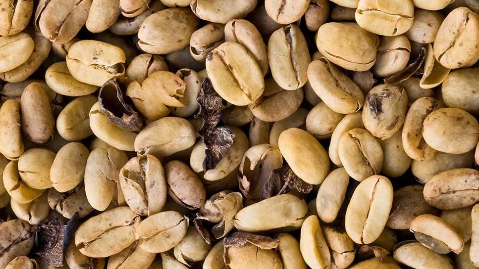 close up of green coffee beans