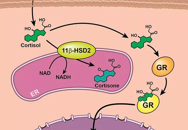 650&#215;450-GLUCOCORT-METABOLISM_SHARIFI_100397