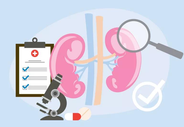 Kidneys along with a microscope, magnifying glass and clipboard showing diagnosis of kidney disease.