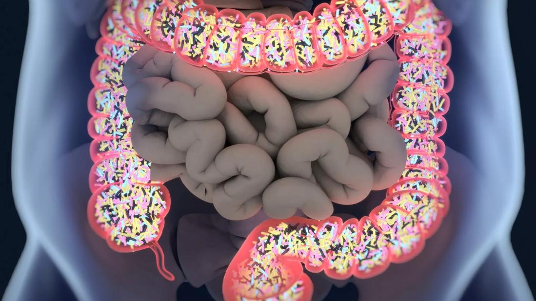 21-HVI-2231558_gut-microbiome_650x450