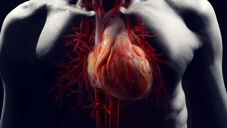 inflamed pericardium around heart in human chest