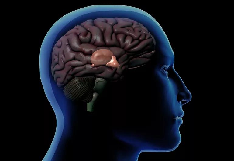 Profile of Male Head with Hypothalamus and Pineal Gland Anatomy