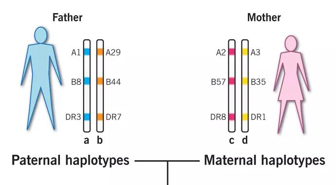 Haplotypes_690x380