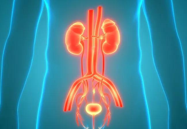 Human Urinary System Kidneys with Bladder Anatomy