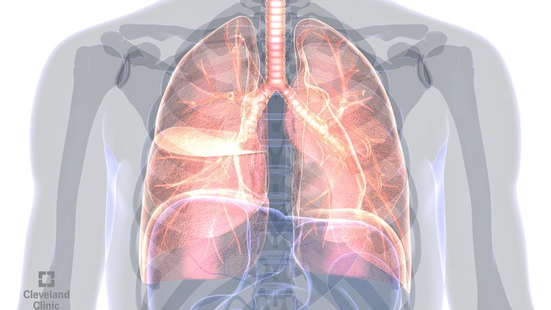 Lungs