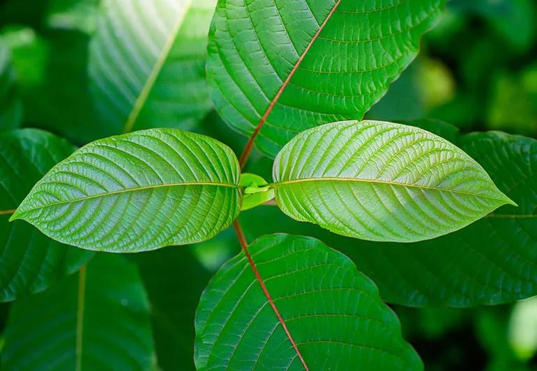 kratom plant