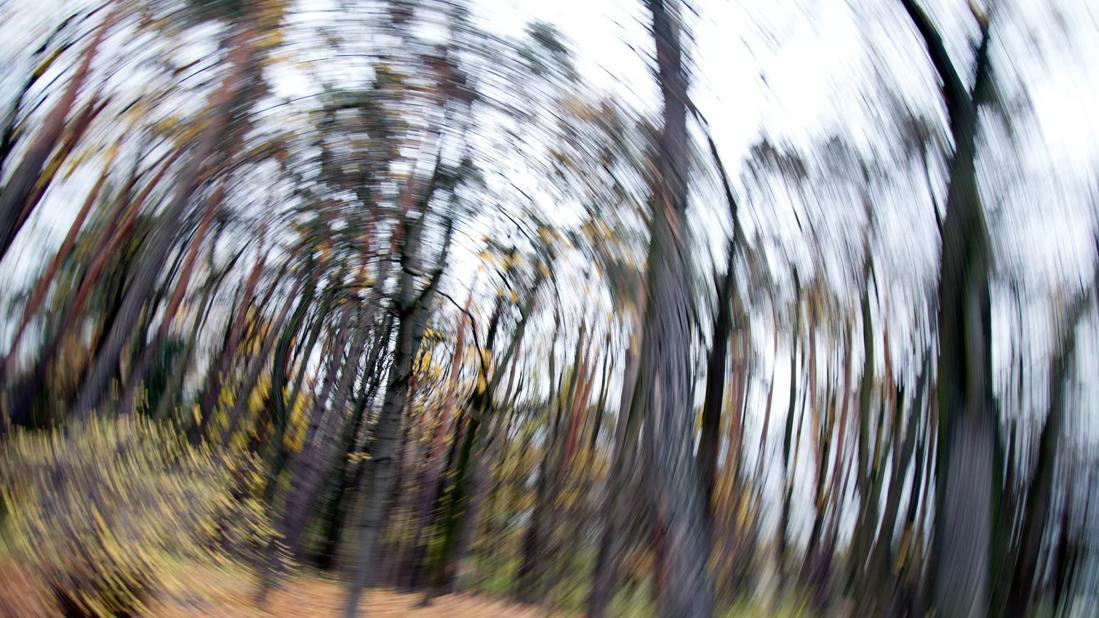 Forest, abstract, motion blur