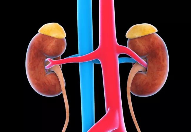 Human Urinary System Illustration