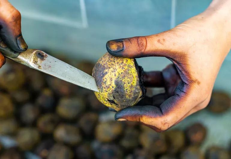 Photo of a person cutting open a black walnut.