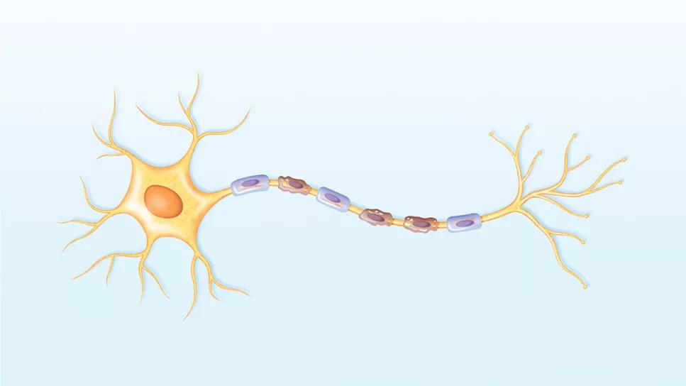 neuron affected by neuromyelitis optica