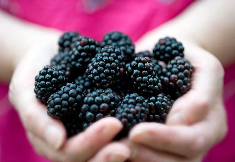 Handfuls of blackberries.