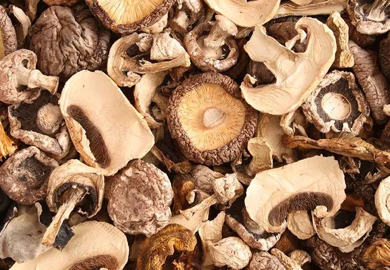 Variety of mushrooms.