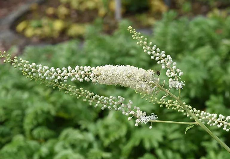 Black Cohosh plant.