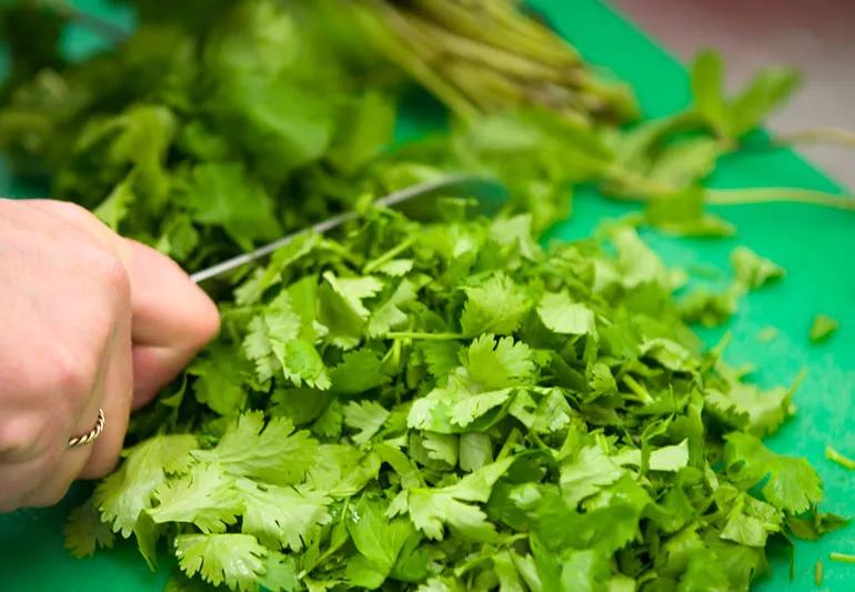 chopping cilantro or coriander to use in recipe