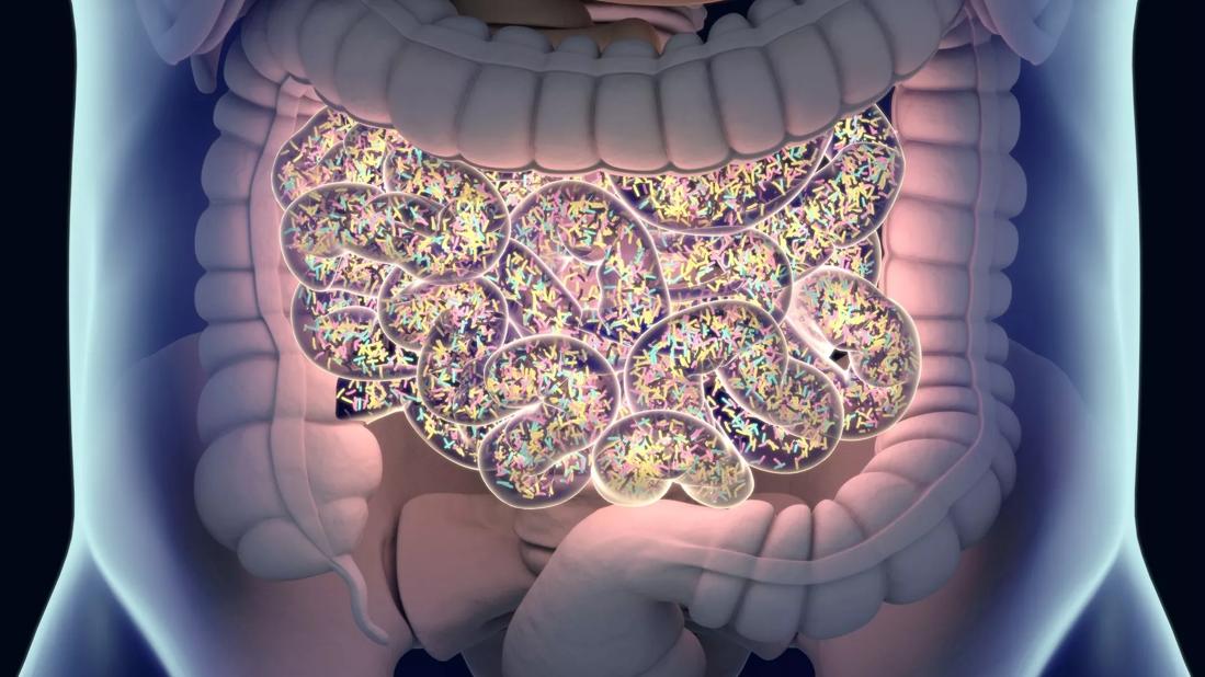 gut microbes in intestine