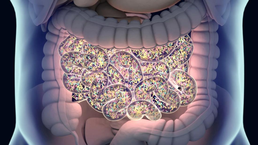 gut microbes in intestine