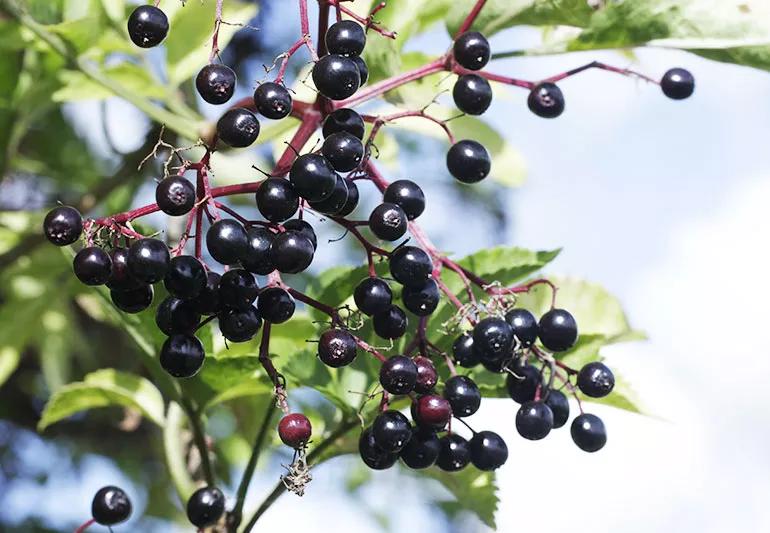 An elderberry plant