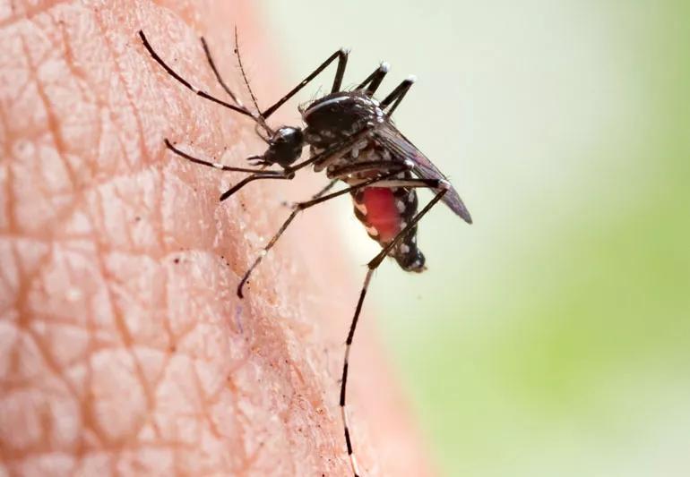 Close-up shot of a mosquito drawing blood from the skin.