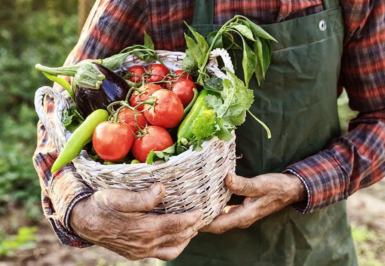 Gardener harvesting nightshade veggies from his garden