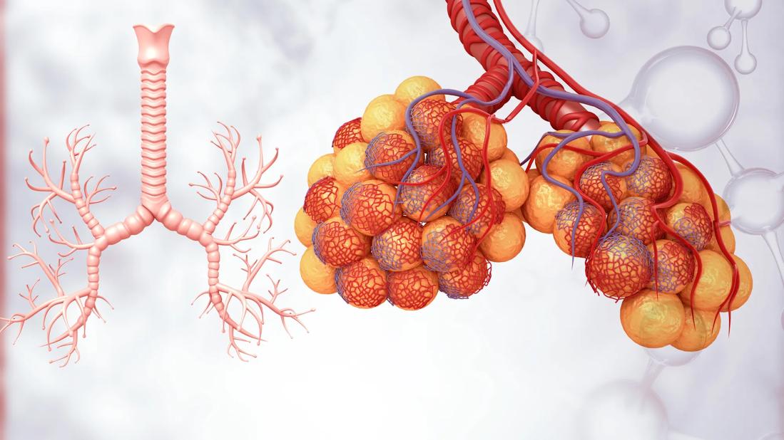 Lung alveoli