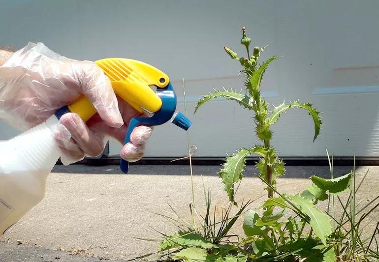 Appllying weed killer while wearing plastic gloves