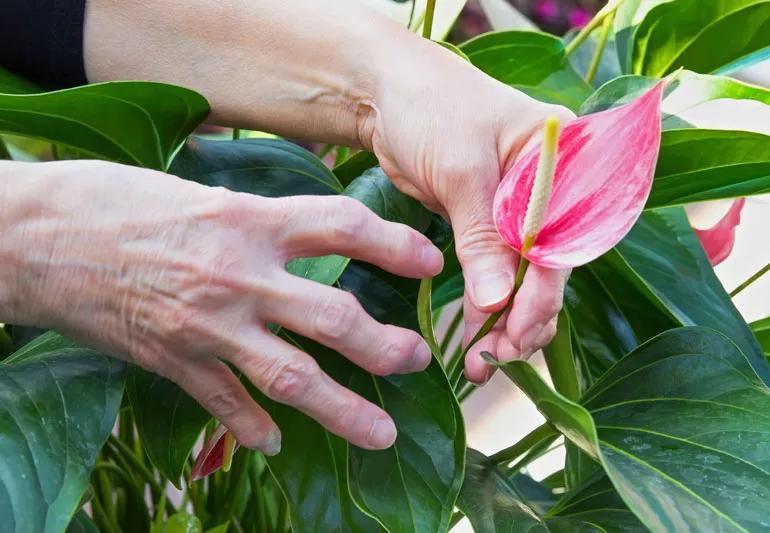 Arthritic hands with bumps gardening