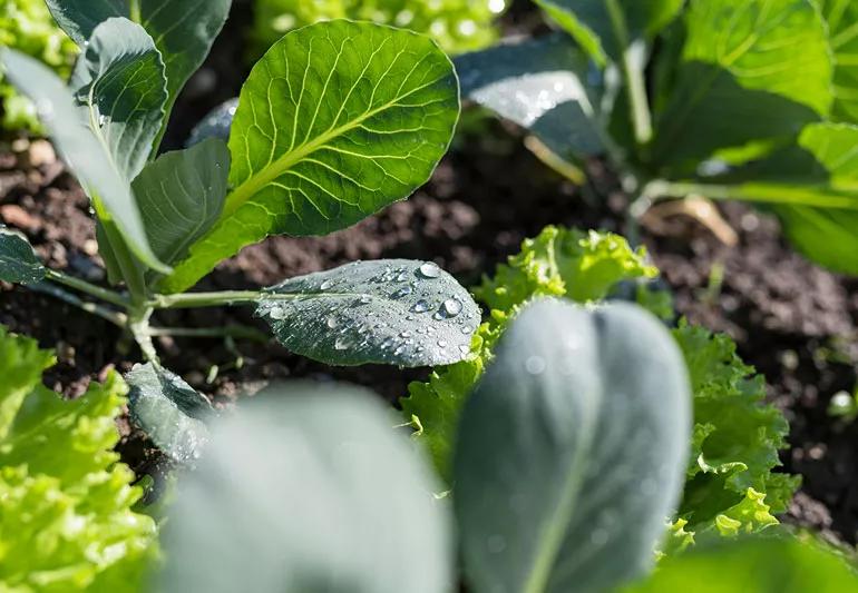 Closeup of brocolli and cauliflower microgreens growning in garden with soil in background.