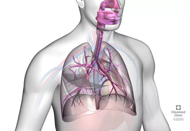 Lung and trachea