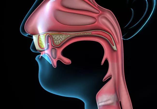 mouth-anatomy_650x450