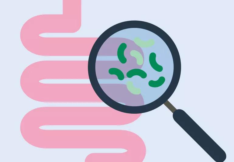 Magnifying glass looking microbes in intestines