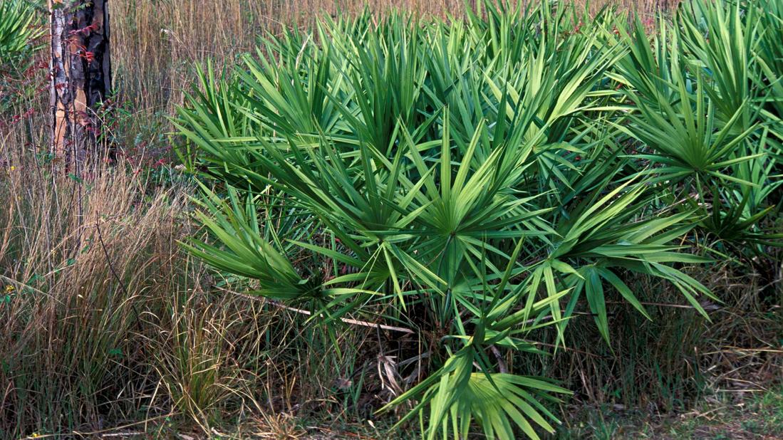 Saw palmetto bush