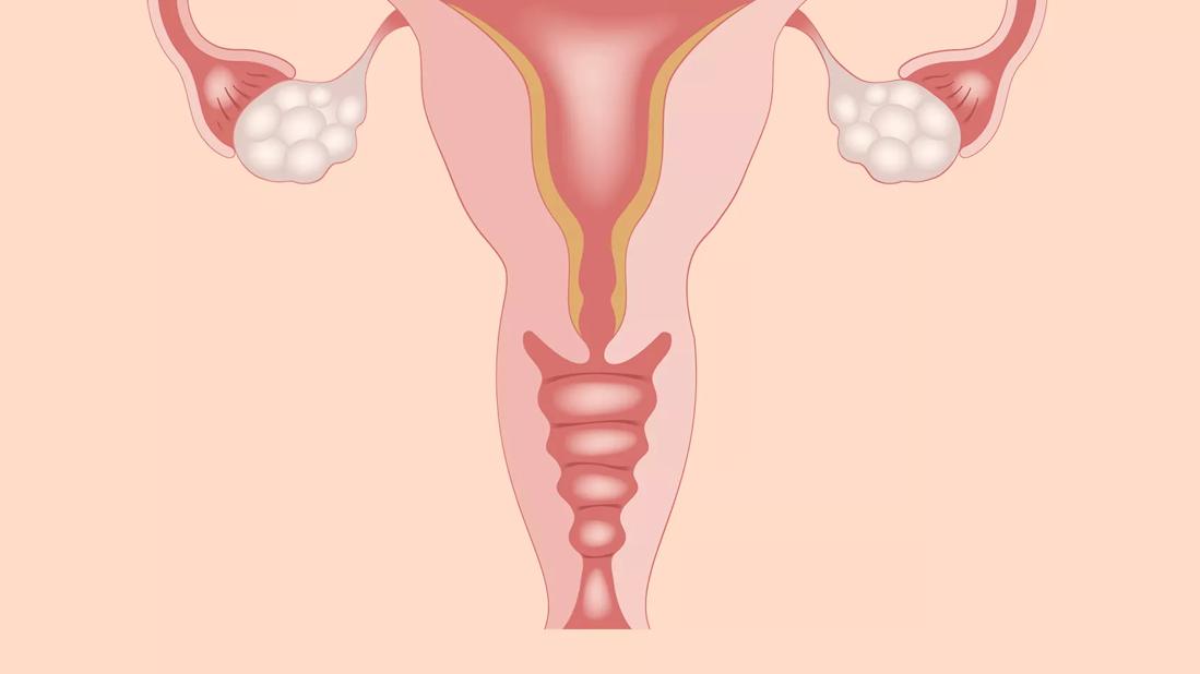 A drawing of the female reproductive system