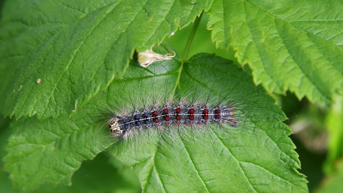 Gypsy moth caterpillar on a leaf