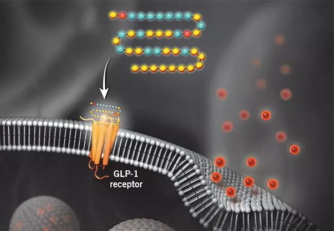 illustration showing action of a GLP-1 receptor agonist