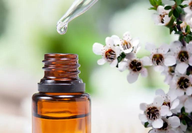 Close up of tea tree essential oil with tea tree blossoms in the foreground.
