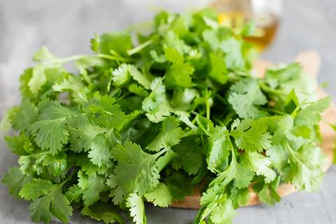 Fresh bunch of cilantro on cutting board