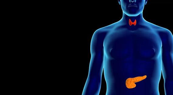 690&#215;380-Thyroid-Pancreas