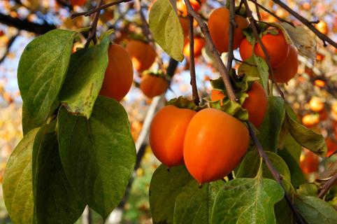 Cluster of persimmon fruit growing on a tree branch