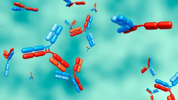 3D rendering of bispecific antibodies