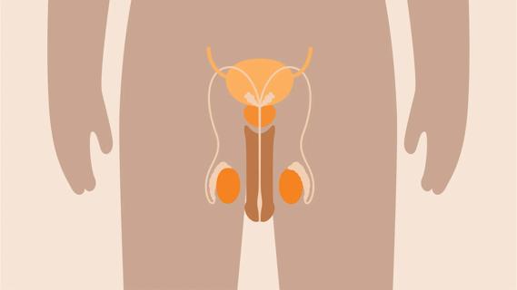 Graphic illustrating a penis and testicles on a body.