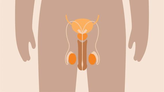 Graphic illustrating a penis and testicles on a body.