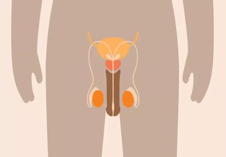 Graphic illustrating a penis and testicles on a body.