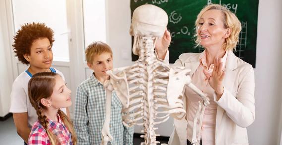 Teacher with human anatomy skeleton, teaching group of kids about bones