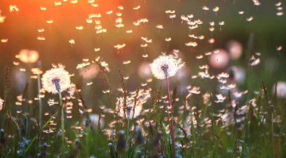 Field of white fluffy dandelions, with pollen floating in the breeze
