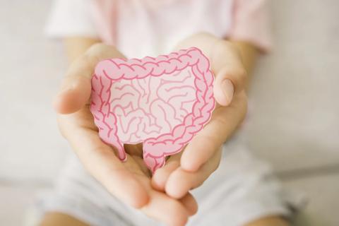 Hands gently holding illustration of the human gut/intestines