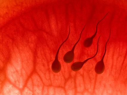 650&#215;450-Single-Men-Vasectomy-Restoration-2
