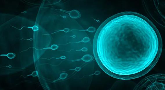 18-OBG-1363-DesaiSpermFertEgg-650&#215;450