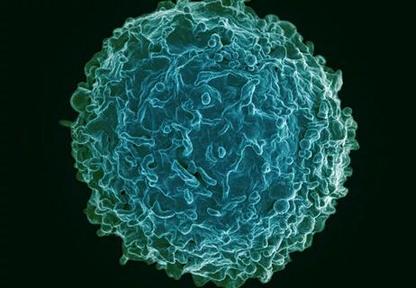 Human-B-Lymphocyte_650x450